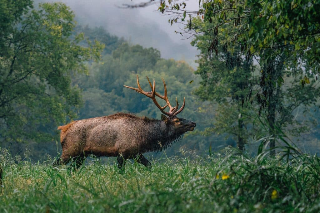 Elk
