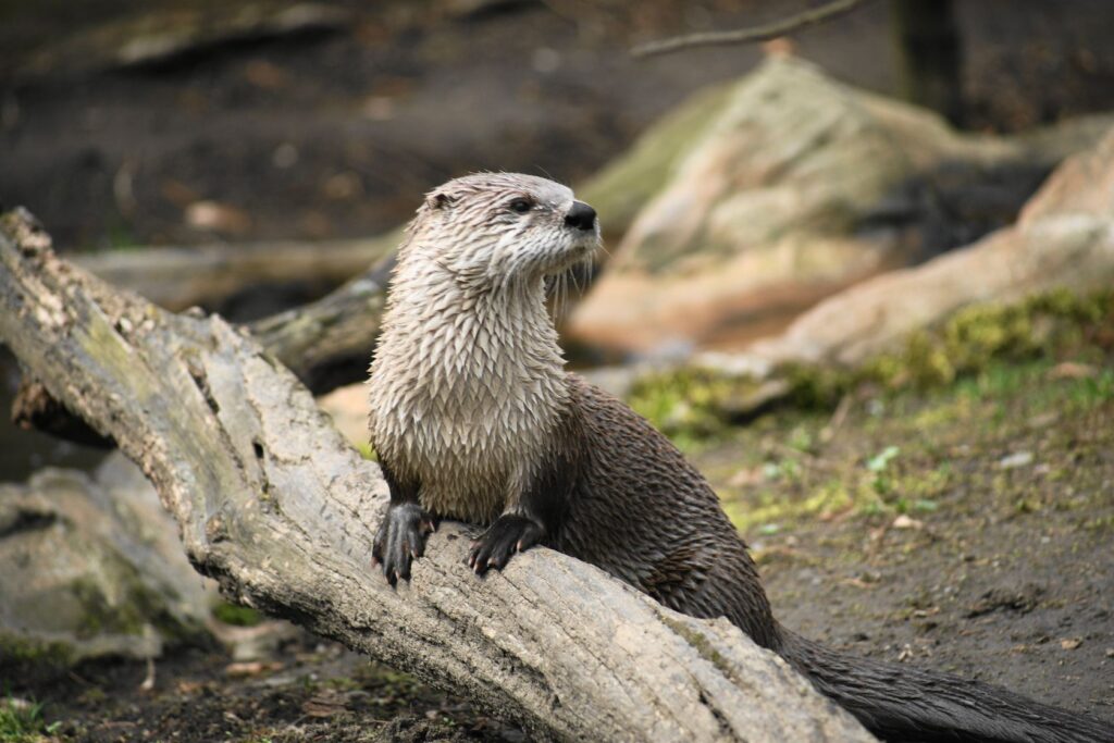 Otter on Log
