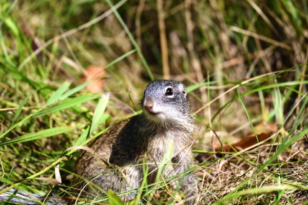 canoes floating on the river in front of a bluff
